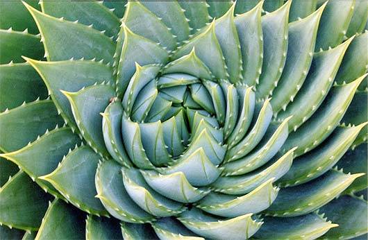 aloe-spiral