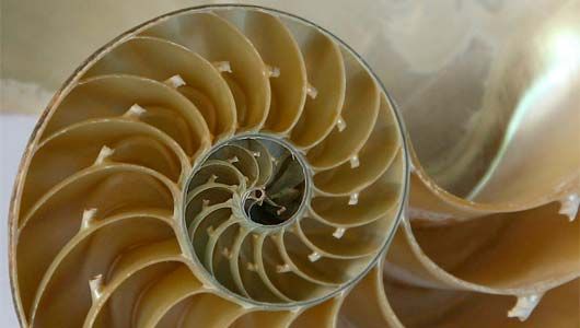 nautilus-feat-jpg-653x0_q80_crop-smart