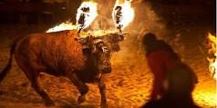 bull-on-fire