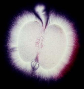 kirlian-apple